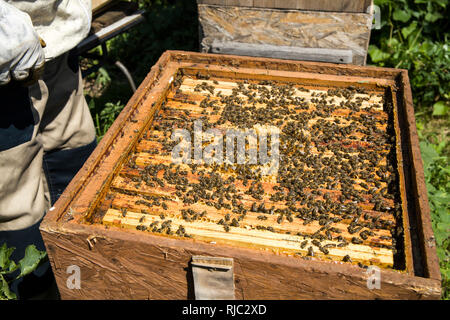 Frame with honey drawn from a beehive. Honeycombs in frame and bees. Choosing honey by beekeeper. Stock Photo