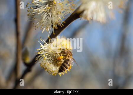 The bee collects pollen on the flowering tree. Bee on catkins. Yellow pollen on twigs and on bee.(Multiple Values) Stock Photo