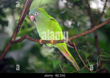 Blue-crowned parakeet (Aratinga acuticaudata) Stock Photo