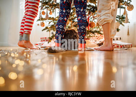 Close-up of three children's legs and a cat standing by a Christmas tree Stock Photo