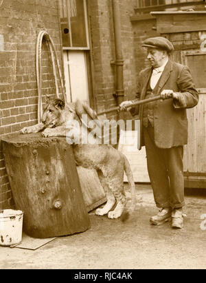 Lion cub has her morning wash and scrub - London Zoo Stock Photo