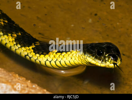 Western Tiger Snake (Notechis scutatus occidentalis) in a lake, Western Australia, Australia Stock Photo
