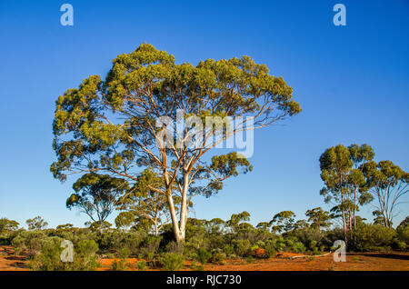 Gum Trees in the outback, Pilbara, Western Australia, Australia Stock Photo