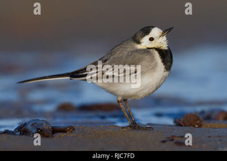 White Wagtail, Adult standing on the sand, Campania, Italy (Motacilla alba) Stock Photo
