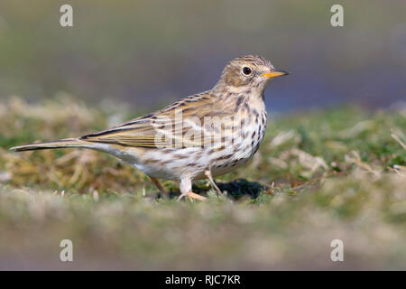 Meadow Pipit, Campania, Italy (Anthus prantensis) Stock Photo