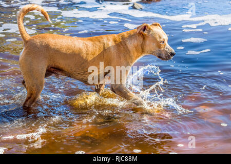 American Staffordshire terrier standing in a river Stock Photo