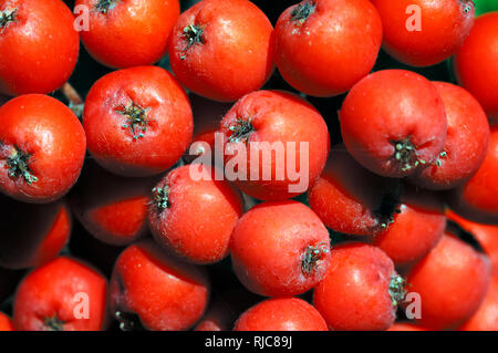 European Rowan Berries or Fruit of the European Rowan Tree aka Mountain-Ash, Sorbus aucuparia Stock Photo