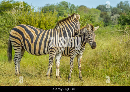 Full frame portrait of a cute Burchell's Zebra in a nature reserve grazing on green savannah under blue sky on a hot summer day Stock Photo