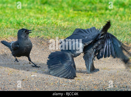 Jackdaws Corvus monedula fighting on farmland Stock Photo