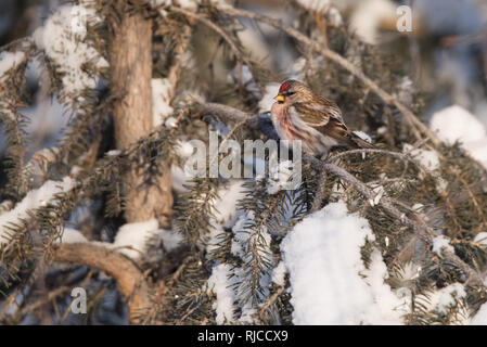 A Common Redpoll perches on a snow-covered pine tree in Yellowknife, Northwest Territories, Canada. Stock Photo