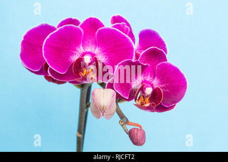 Purple orchids on blue  background Stock Photo