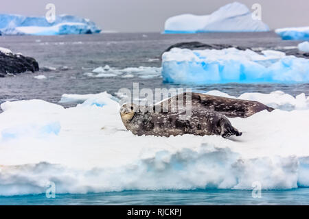 Weddell seals couple relaxing in the snow with icebergs in the background, near Port Lockroy, Wiencke Island, Antarctic peninsula888 Stock Photo