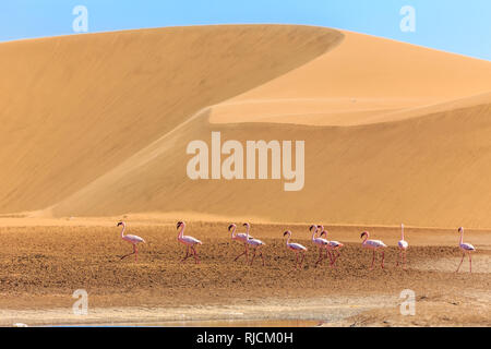 Group of pink flamingo bird marching along the dune in Kalahari Desert, Namibia Stock Photo