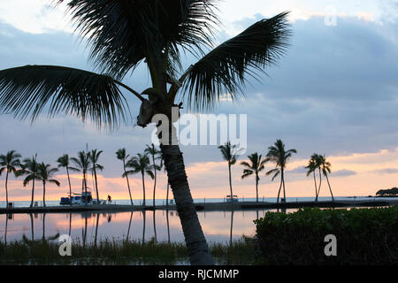 A palm tree and water plants growing in a lake which is reflectinng the sunset and palm trees in its water in front of Anaehoomalu Bay, Waikoloa Villa Stock Photo