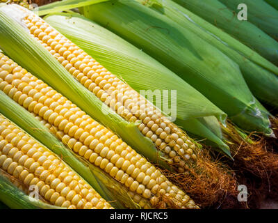 A few cobs of ripe corn are on the counter Stock Photo