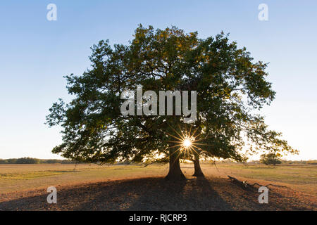 Sun shining behind common oak / pedunculate oak / European oak / English oak tree (Quercus robur) at sunset in autumn Stock Photo