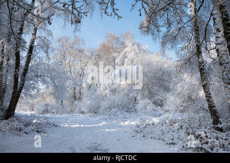 Ludshott Common, heavy snow cover of trees, blue sky, January, Surrey, UK. Stock Photo