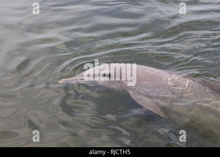 Dolphin in Dolphin Research Center, Florida Keys, Florida, USA Stock Photo