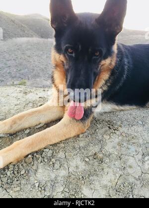 German Shepherd Stock Photo