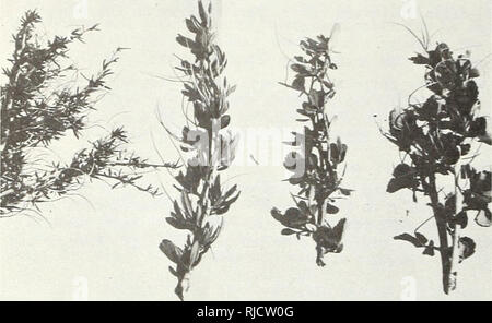 . Characteristics and hybridization of important intermountain shrubs. Rosacea; Shrubs Rocky Mountains Region; Shrubs Great Basin. Figuve 8.—Mountain mahogany branch comparison. Left. to right: Cercocarpus intricatus, C. ledifolius, C. ledifolius X C. mon- tanus hybrid., C. montanus. Cercocarpus intricatus (Littleleaf mountain mahogany) Littleleaf mountain mahogany is a small, intricately branched shrub to 2.5 m tall (fig. 9), with narrowly linear and strongly revolute leaves (fig. 8), usually less than 12 mm long. Cercocarpus intricatus averages 50,910 cleaned seeds per pound (112/g) (Plummer Stock Photo
