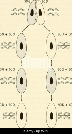 . Cell heredity. Cytogenetics. GENETIC CONTROL OF CELL INTEGRATION 349 The relation between genetic determination of antigenicity and cyto- plasmic determination of expression is shown graphically in Figure 11.20. Mating was carried out between animals of one stock grown at 25° C and therefore expressing their G antigen, and the other stock, grown at 29° C, expressing the D antigen. After conjugation, all F, animals whose cytoplasm came from a G parent, contained a mixture of 60G and 90G; Parents Fj animals after 5 fissions Fi animals finally at 25°C 90G + 60G 90G + 60G 90 D + 60 D 90D + 60D.  Stock Photo