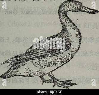 . chang jiang liu yu de niao lei. botany. éºç® 27 é´»(Bean Goose) Anser fabalis (Laths) A. segetum (M. and W.) Q. serrirostris (Gould) èªªæââé·32åã åä¸-éæ©é»è²ï¼åºé¨éç·£åå´çªé»è²ï¼è¹å½©é»è¤ãè·æ-å è¶³æ©é»è²ã å ¨é«ç¾½æ¯æ¯å¸¶è¤çç°è²ï¼ä¸é¢è²æ·±,ä¸é¢è²æ·¡ã åçé¡è²æ¯æ¬ç¨®çåå¥é»&lt;. é´» åä½ä¸-æ-æ´²åäºæ´²ï¼çè²å°å¨é åãéç¨®é´»å¬å-£ä¸-åå èæ®éçã ãè¨»ãââå®åå¸¸å¨ç°éå«é£ï¼å°æ¼éº¥èå¤§æå®³oä¼æ¯ææå¤§ç¾£^å¨æ²³. Please note that these images are extracted from scanned page images that may have been digitally enhanced for readability - coloration and appearance of these illustrations may not perfectly resemble the Stock Photo