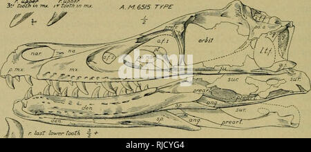 . Central Asiatic Expeditions of the American Museum of Natural History, under the leadership of Roy Chapman Andrews : preliminary contributions in geology, palaeontology, and zoology. Central Asiatic Expeditions (1921-1930); Scientific expeditions; Natural history; Scientific expeditions; Natural history. AMERICAN MUSEUM NOVITATES [No. 144 Specific Characters.âUngual phalanges very large, laterallj- compressed, strongly recurved, super-raptorial in type. This skull was found in the soft sandstone matrix lying along- side a skull of Protoceratops andrewsi. Although slender and diminutive, it i Stock Photo