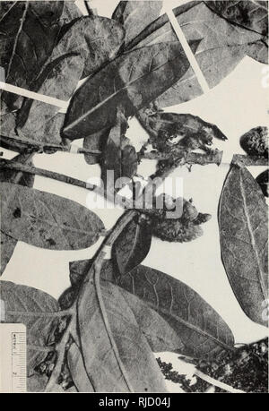 Oak from species 