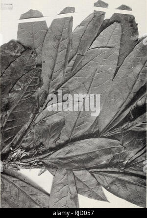 Oak from species 
