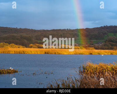View over a lake to a reed bed in golden afternoon light and the end of a rainbow at Leighton Moss Nature Reserve, Lancashire, England Stock Photo