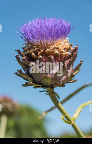 Large Purple Scottish thistle in full bloom against a blurred background of blue skies and tree/flower to bottom left of shot. Thistle head closeup. Stock Photo
