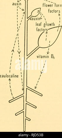 apical area cytology