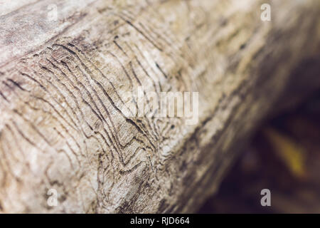 bark beetle gallery engraving on wood. Damage to wood from insects Stock Photo