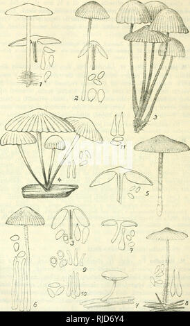 . Cesk houby. Fungi -- Czech Republic. . Please note that these images are extracted from scanned page images that may have been digitally enhanced for readability - coloration and appearance of these illustrations may not perfectly resemble the original work.. Velenovsk, Josef, 1858-1949. Praze : Cesk Botanick Spolecnosti