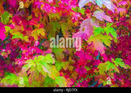 Autumn leaves. Stock Photo