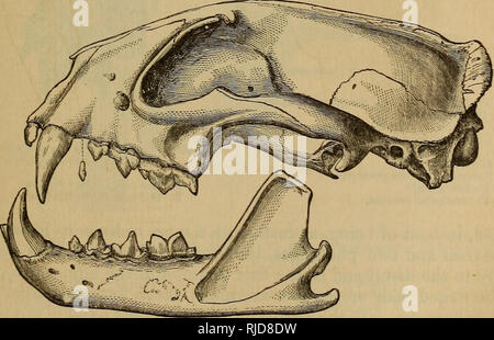 . The cat : an introduction to the study of backboned animals, especially mammals. Cats; Anatomy, Comparative. Fig. 203.—The Foussa (Cryptoprocta jerox). of these chambers is quite posterior in situation, and the bulla is much more prominent behind than in front. The paroccipital process is not prominent, but is applied to the bulla, and the mastoid. Fig. 204.—Skull, of Cryptoprocta ferox. process does not project outwards. The condyloid foramen is con- cealed, and there is no glenoid foramen. The dorsal vertebrae are thirteen in number, and the lumbar are seven.. Please note that these images Stock Photo