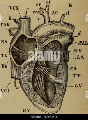 . Anatomy of the cat. Cats; Mammals. 102 THE MUSCLES. of the ...