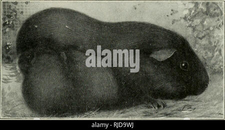 Breeding guinea sales pigs for profit