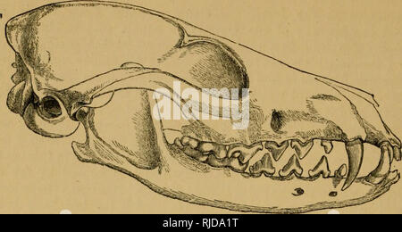 . The cat; an introduction to the study of backboned animals, especially mammals. Cats; Anatomy, Comparative. 478 TRE GAT. [chap. XIII.. Fig. 1P5.—Skull of the Fox {Vulpes hcngaltnsis).. Please note that these images are extracted from scanned page images that may have been digitally enhanced for readability - coloration and appearance of these illustrations may not perfectly resemble the original work.. Mivart, St. George Jackson, 1827-1900. London, Murray Stock Photo