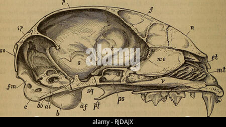 . Anatomy of the cat. Cats; Mammals. 48 THE SKELETON OF THE C^T ...