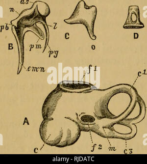 The Biological bulletin. Biology; Zoology; Marine biology. AIR