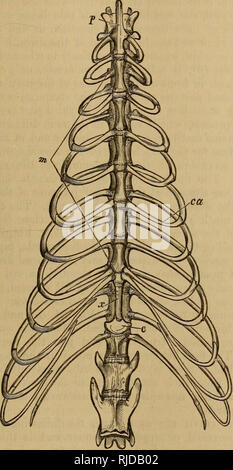 . Anatomy of the cat. Cats; Mammals. RIBS. 19 on the lateral surface is ...