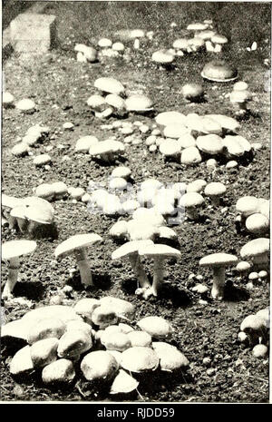 Mushroom cultivation in a cave Stock Photo - Alamy