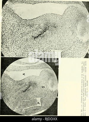 . Cercetari de embriologie experimentala. Embryology. . Please note that these images are extracted from scanned page images that may have been digitally enhanced for readability - coloration and appearance of these illustrations may not perfectly resemble the original work.. Menkes, B. [Bucuresti] Editura Academiei Republicii Populare Romîne Stock Photo