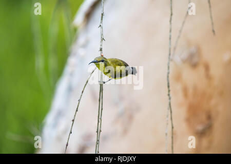 Olive-backed Sunbird [Cinnyris jugularis], female Stock Photo