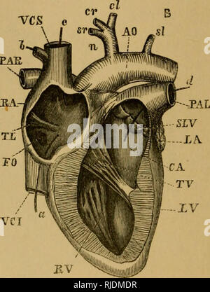 Anatomy artery az Stock Photo - Alamy