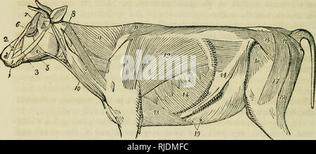 . Cattle. Cattle; Cattle. ANATOMY OF THE NECK AND CHEST. 211 1. The