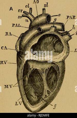 . Anatomy of the cat. Cats; Mammals. 200 THE MUSCLES. This depression ...