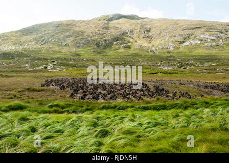 Traditional cutting and stacking of peat for domestic fuel in Connemara, with hay growing in the foreground and bogs and hills behind. Stock Photo