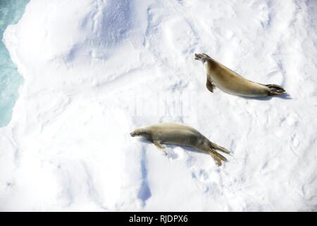 A pair of seals is spotted from the bridge of the Coast Guard Cutter Polar Star below the Antarctic Circle on Sunday, Jan. 7, 2018. The crew of the Seattle-based Polar Star is on its way to Antarctica in support of Operation Deep Freeze 2018, the U.S. military’s contribution to the National Science Foundation-managed U.S. Antarctic Program. Stock Photo